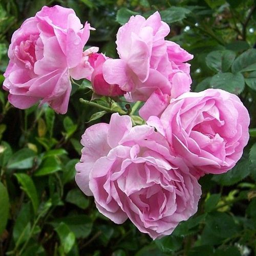 Shop - Rosa Queen of Bourbons - rosa - bourbonrosen - stark duftend - Mauget - Ihre dekorativen, rosa Blüten sind tassenförmig und duften intensiv süßlich